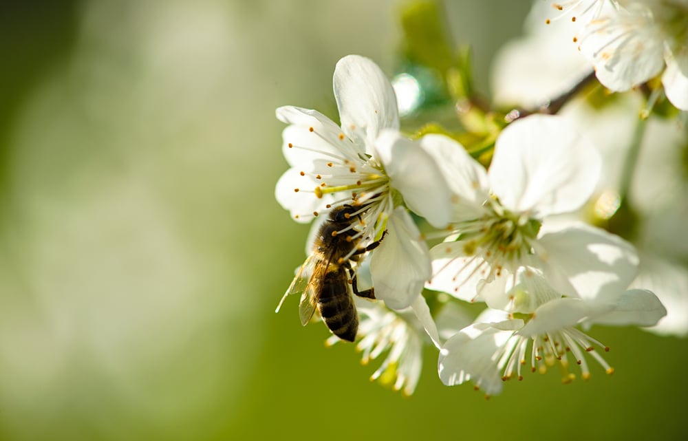 Comment reconnaître un nid d’abeilles d’un nid de guêpes ?