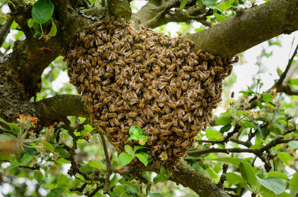 Comment se forme un nid d’abeilles ?