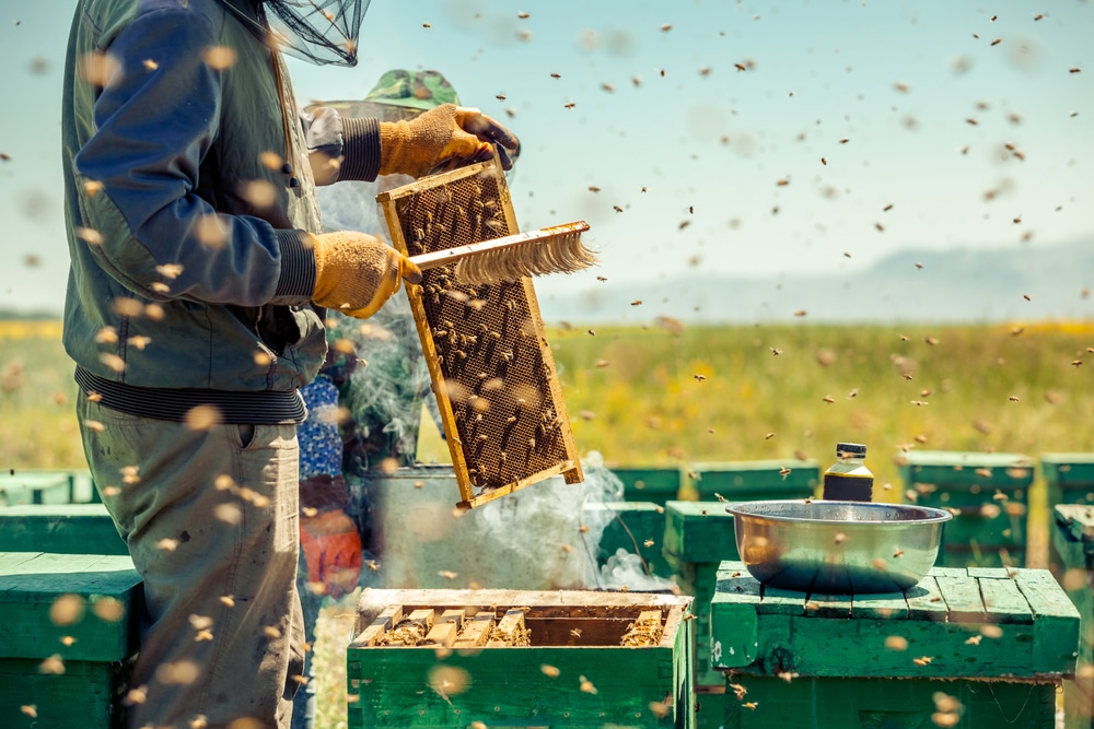 Il est interdit de détruire les nids d’abeilles