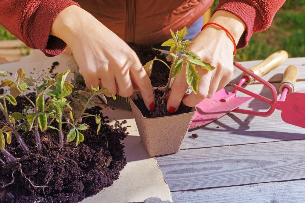 Bien choisir vos plantes, mais aussi votre matériel de jardinage